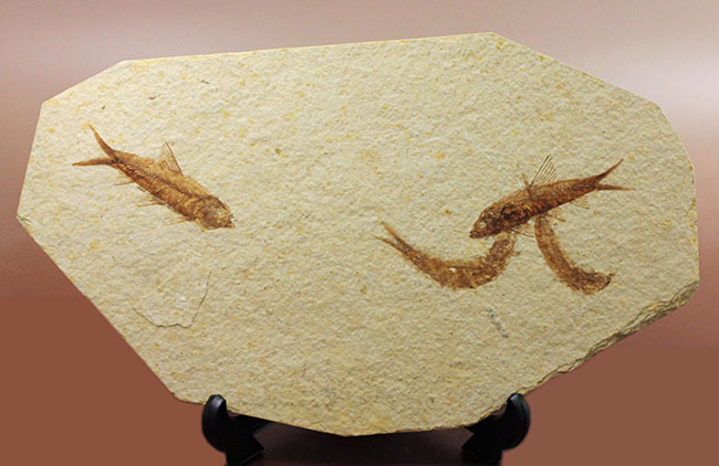 母岩２３センチ強のビッグサイズ！アメリカワイオミング州、グリーンリバー層のナイティア魚化石群衆標本(Knightia)（その5）