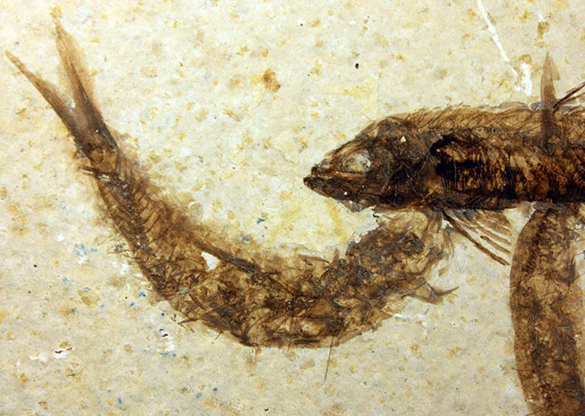 母岩23センチ強のビッグサイズ!アメリカワイオミング州、グリーンリバー層のナイティア魚化石群衆標本(Knightia)(その7)