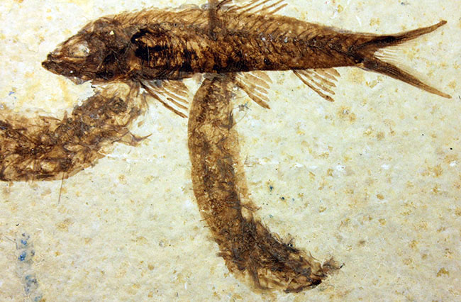 母岩２３センチ強のビッグサイズ！アメリカワイオミング州、グリーンリバー層のナイティア魚化石群衆標本(Knightia)（その8）