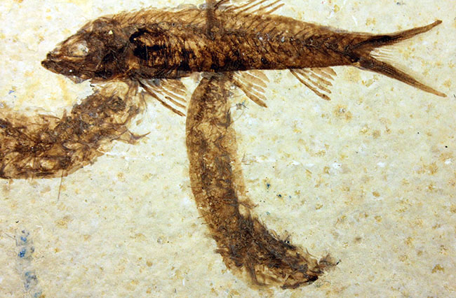 母岩23センチ強のビッグサイズ!アメリカワイオミング州、グリーンリバー層のナイティア魚化石群衆標本(Knightia)(その8)
