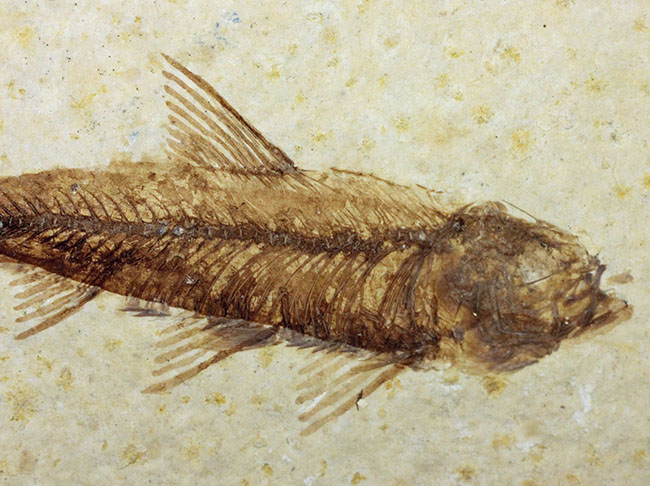 母岩２３センチ強のビッグサイズ！アメリカワイオミング州、グリーンリバー層のナイティア魚化石群衆標本(Knightia)（その9）