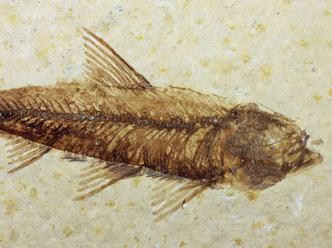 母岩23センチ強のビッグサイズ!アメリカワイオミング州、グリーンリバー層のナイティア魚化石群衆標本(Knightia)(その9)