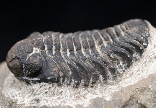 ファーストコレクションにいかが？最もよく知られた三葉虫、モロッコ産、ファコプス（Phacops）の化石。素直なポーズ（その4）