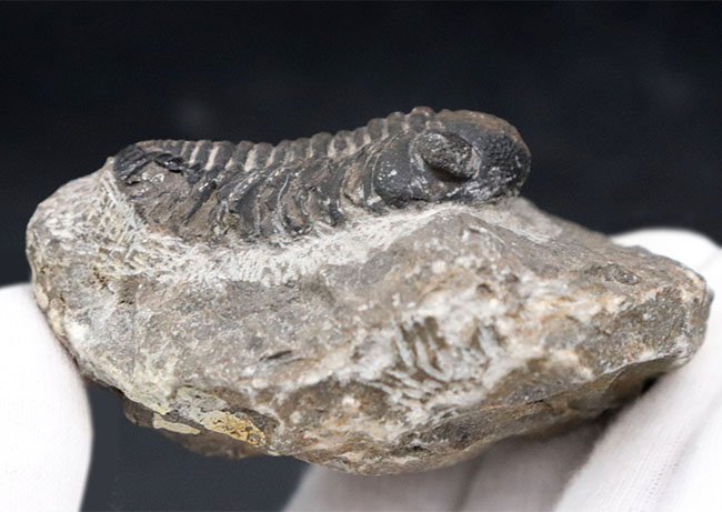 ファーストコレクションにいかが？最もよく知られた三葉虫、モロッコ産、ファコプス（Phacops）の化石。素直なポーズ（その5）
