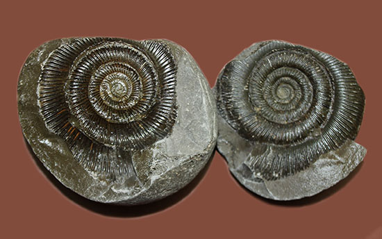 良質!イングランド・ヨークシャー海岸で採集されたダクチリオセラス(Dactylioceras sp.)の典型的なノジュール化石(その1)