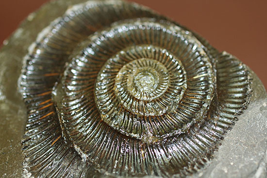 良質!イングランド・ヨークシャー海岸で採集されたダクチリオセラス(Dactylioceras sp.)の典型的なノジュール化石(その10)