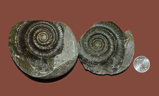 良質!イングランド・ヨークシャー海岸で採集されたダクチリオセラス(Dactylioceras sp.)の典型的なノジュール化石(その11)