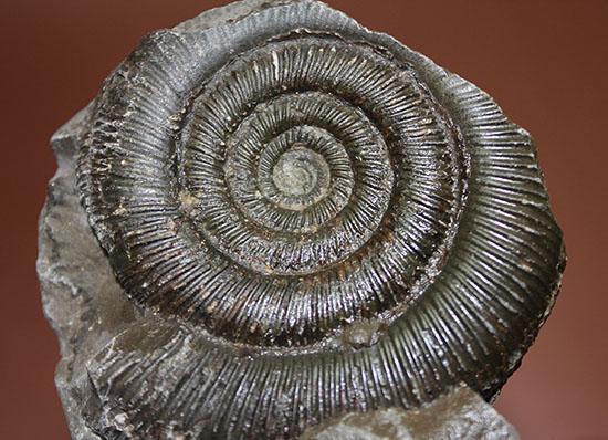 良質!イングランド・ヨークシャー海岸で採集されたダクチリオセラス(Dactylioceras sp.)の典型的なノジュール化石(その2)