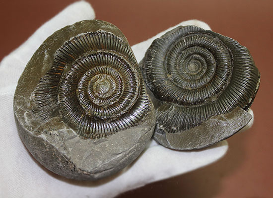 良質！イングランド・ヨークシャー海岸で採集されたダクチリオセラス（Dactylioceras sp.）の典型的なノジュール化石（その3）