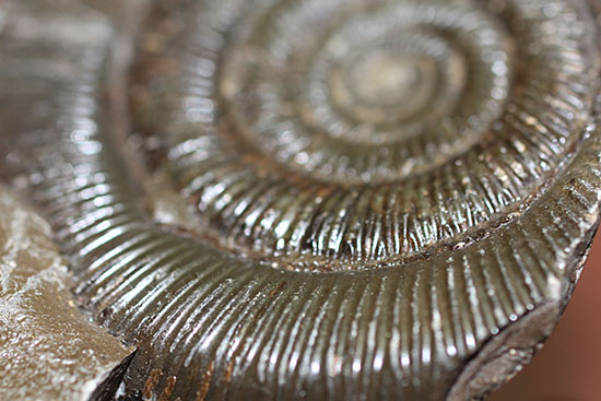 良質!イングランド・ヨークシャー海岸で採集されたダクチリオセラス(Dactylioceras sp.)の典型的なノジュール化石(その5)
