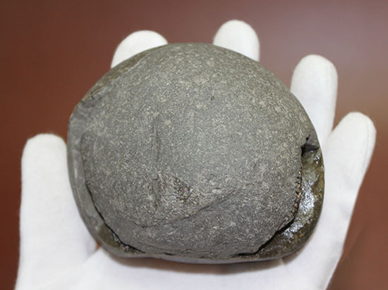良質!イングランド・ヨークシャー海岸で採集されたダクチリオセラス(Dactylioceras sp.)の典型的なノジュール化石(その6)