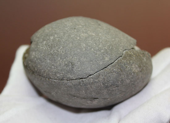 良質！イングランド・ヨークシャー海岸で採集されたダクチリオセラス（Dactylioceras sp.）の典型的なノジュール化石（その7）