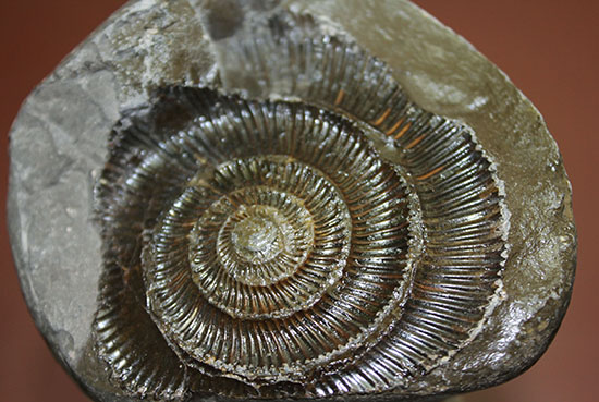 良質!イングランド・ヨークシャー海岸で採集されたダクチリオセラス(Dactylioceras sp.)の典型的なノジュール化石(その8)
