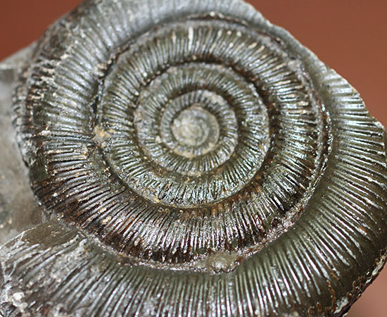 良質!イングランド・ヨークシャー海岸で採集されたダクチリオセラス(Dactylioceras sp.)の典型的なノジュール化石(その9)
