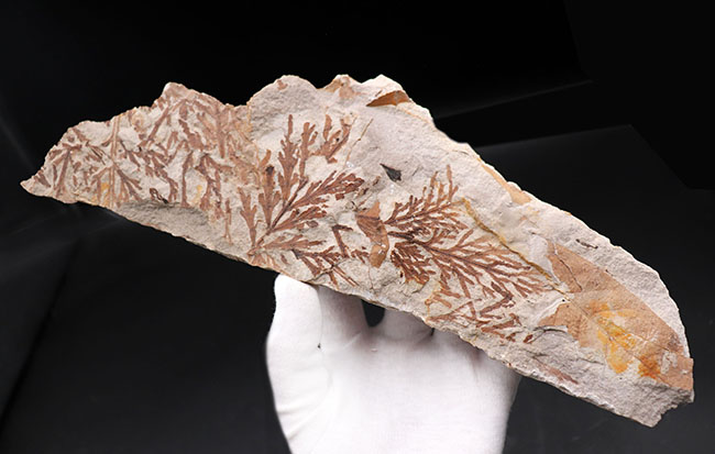 ひそかな人気を博すマニアックシリーズ！特大、兵庫県産ヒノキパヤドリギ属の葉化石（Korthalsella japonica）（その2）