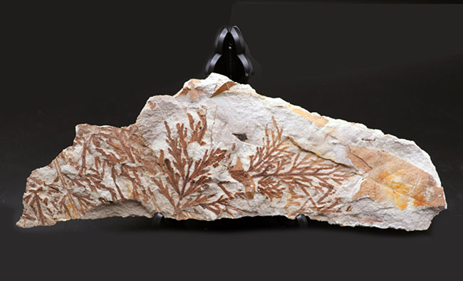 ひそかな人気を博すマニアックシリーズ！特大、兵庫県産ヒノキパヤドリギ属の葉化石（Korthalsella japonica）（その6）