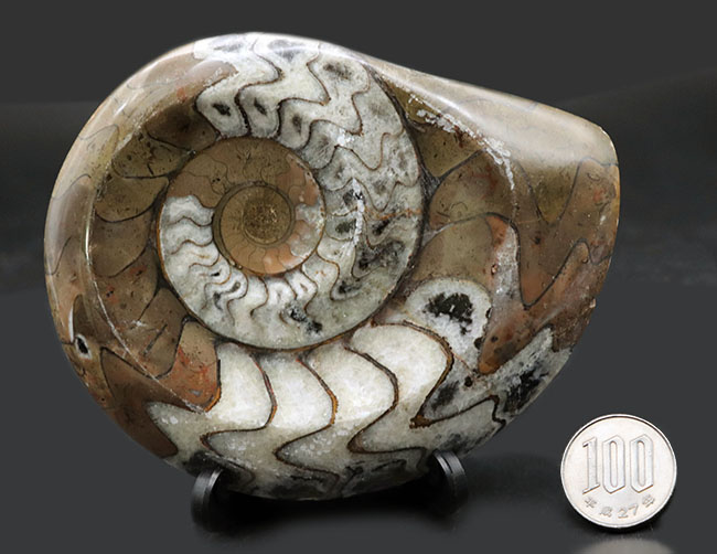 ベーシックな茶と白のツートン！古生代の頭足類、ゴニアタイト（Goniatite）の化石。美しい模様が保存された美品（その10）