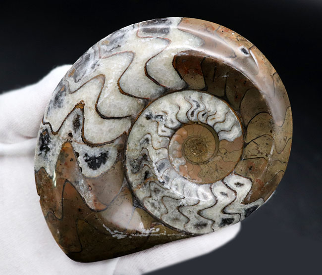 ベーシックな茶と白のツートン！古生代の頭足類、ゴニアタイト（Goniatite）の化石。美しい模様が保存された美品（その2）