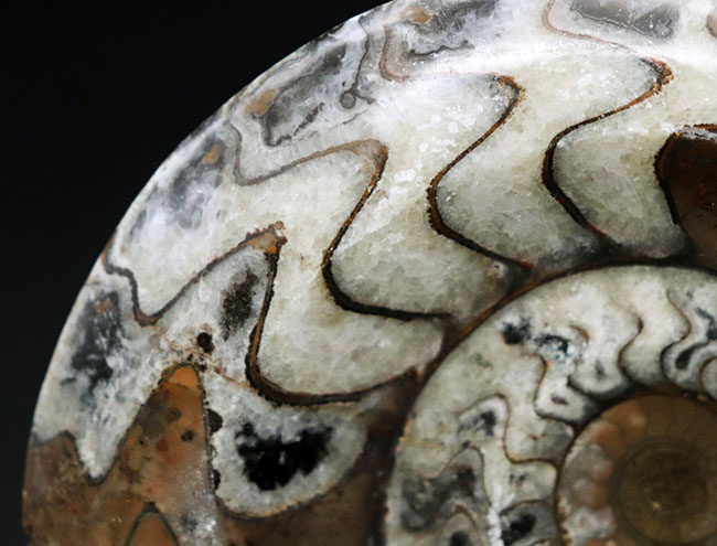 ベーシックな茶と白のツートン！古生代の頭足類、ゴニアタイト（Goniatite）の化石。美しい模様が保存された美品（その4）