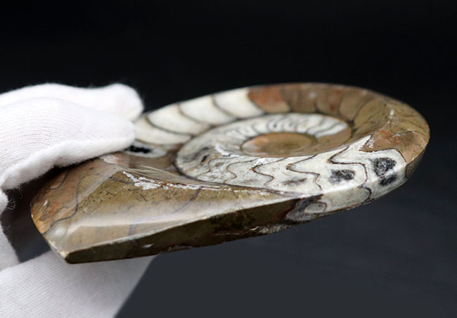 ベーシックな茶と白のツートン！古生代の頭足類、ゴニアタイト（Goniatite）の化石。美しい模様が保存された美品（その8）