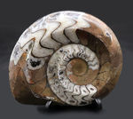 ベーシックな茶と白のツートン！古生代の頭足類、ゴニアタイト（Goniatite）の化石。美しい模様が保存された美品