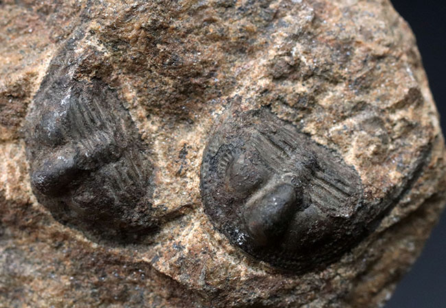 南部鉄器のような独特の模様を持つフリルにご注目ください！古生代オルドビス紀の三葉虫、オンニア（Onnia）のマルチ化石（その1）