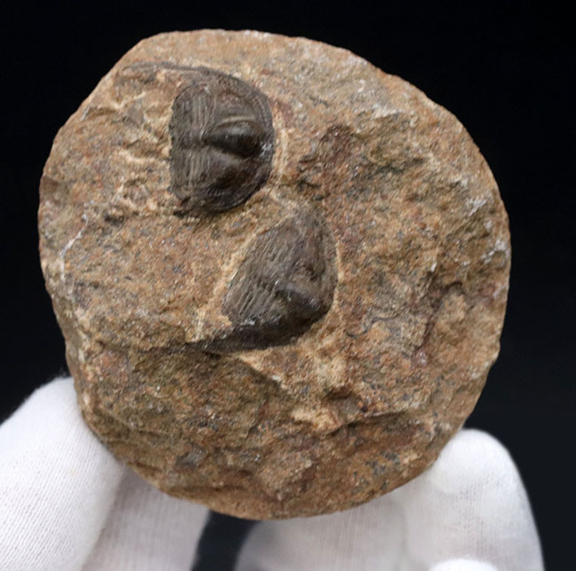 南部鉄器のような独特の模様を持つフリルにご注目ください！古生代オルドビス紀の三葉虫、オンニア（Onnia）のマルチ化石（その2）