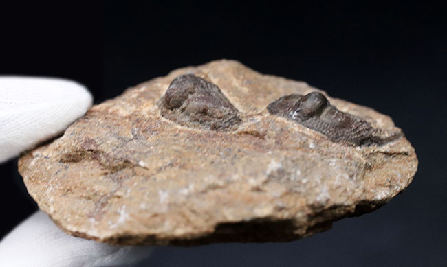 南部鉄器のような独特の模様を持つフリルにご注目ください！古生代オルドビス紀の三葉虫、オンニア（Onnia）のマルチ化石（その3）