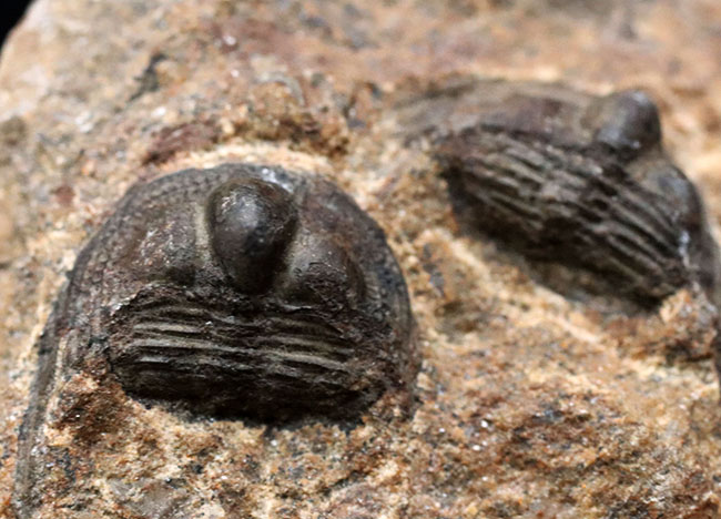 南部鉄器のような独特の模様を持つフリルにご注目ください！古生代オルドビス紀の三葉虫、オンニア（Onnia）のマルチ化石（その4）
