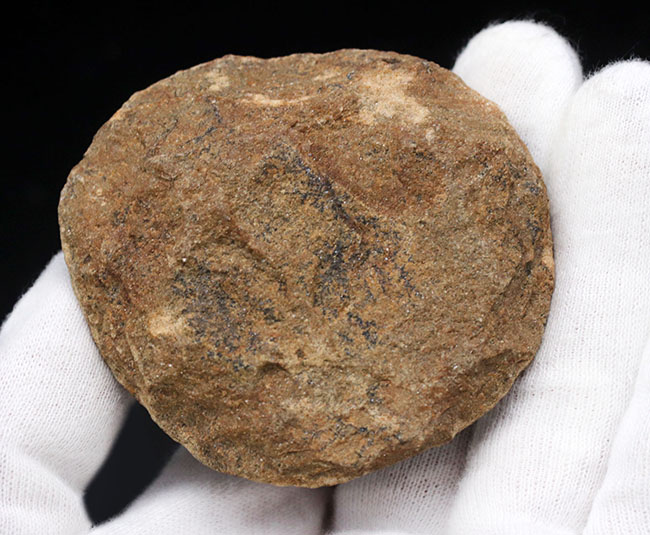 南部鉄器のような独特の模様を持つフリルにご注目ください！古生代オルドビス紀の三葉虫、オンニア（Onnia）のマルチ化石（その5）