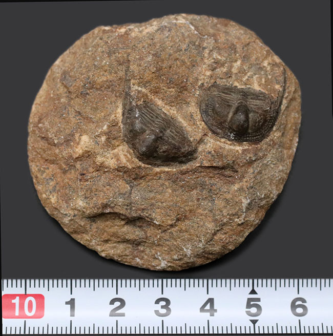 南部鉄器のような独特の模様を持つフリルにご注目ください！古生代オルドビス紀の三葉虫、オンニア（Onnia）のマルチ化石（その6）