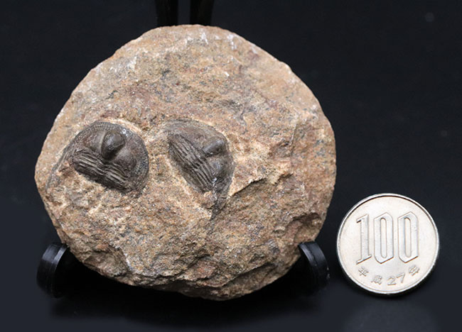 南部鉄器のような独特の模様を持つフリルにご注目ください！古生代オルドビス紀の三葉虫、オンニア（Onnia）のマルチ化石（その7）