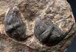 南部鉄器のような独特の模様を持つフリルにご注目ください！古生代オルドビス紀の三葉虫、オンニア（Onnia）のマルチ化石