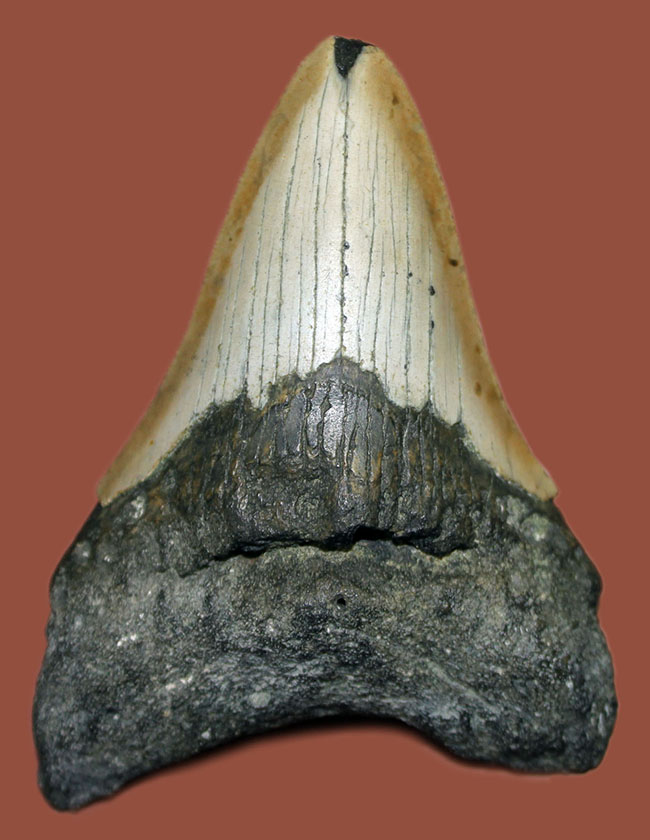 いったい何に見える？史上最大の絶滅サメ、メガロドン（Carcharodon megalodon）の歯化石（その1）
