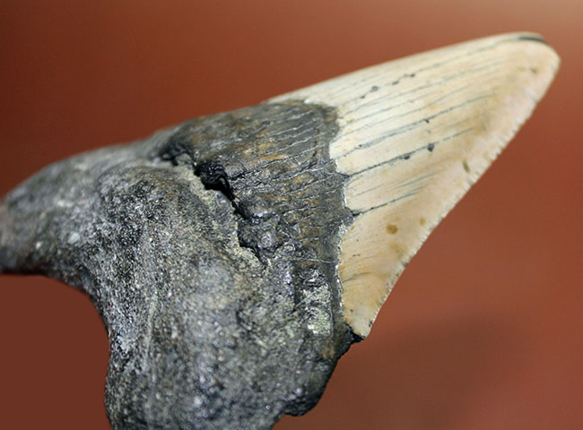いったい何に見える?史上最大の絶滅サメ、メガロドン(Carcharodon megalodon)の歯化石(その10)