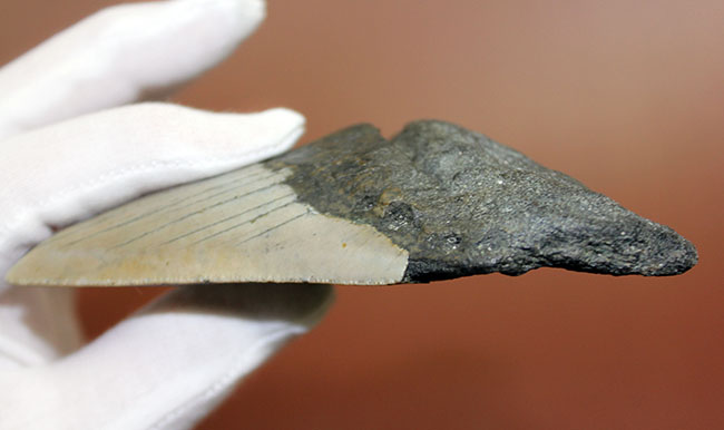 いったい何に見える?史上最大の絶滅サメ、メガロドン(Carcharodon megalodon)の歯化石(その11)