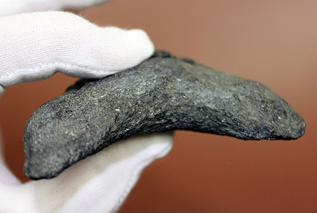 いったい何に見える?史上最大の絶滅サメ、メガロドン(Carcharodon megalodon)の歯化石(その12)