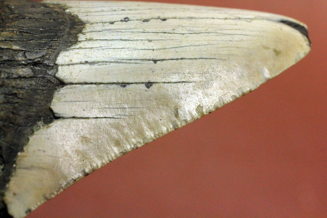 いったい何に見える?史上最大の絶滅サメ、メガロドン(Carcharodon megalodon)の歯化石(その15)