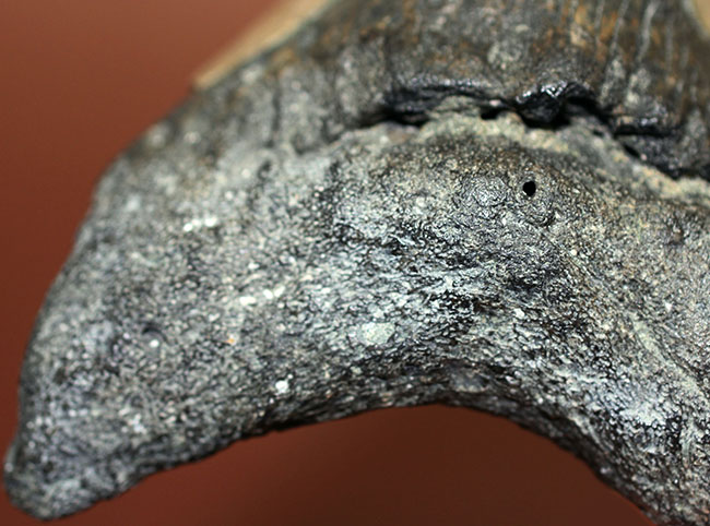 いったい何に見える?史上最大の絶滅サメ、メガロドン(Carcharodon megalodon)の歯化石(その17)