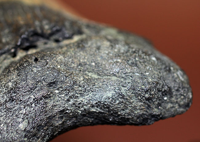 いったい何に見える?史上最大の絶滅サメ、メガロドン(Carcharodon megalodon)の歯化石(その18)