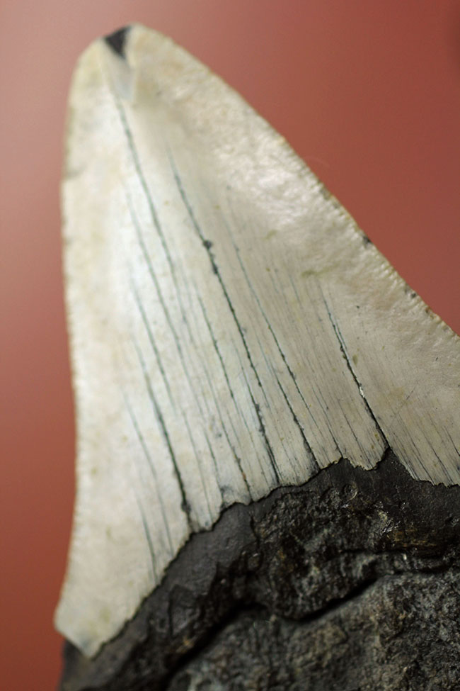 いったい何に見える?史上最大の絶滅サメ、メガロドン(Carcharodon megalodon)の歯化石(その19)