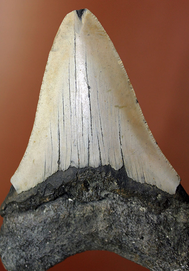 いったい何に見える?史上最大の絶滅サメ、メガロドン(Carcharodon megalodon)の歯化石(その2)