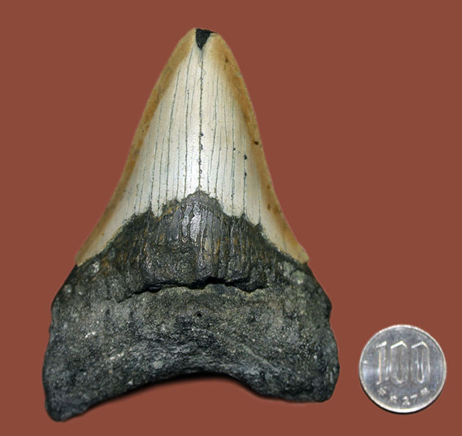 いったい何に見える？史上最大の絶滅サメ、メガロドン（Carcharodon megalodon）の歯化石（その20）