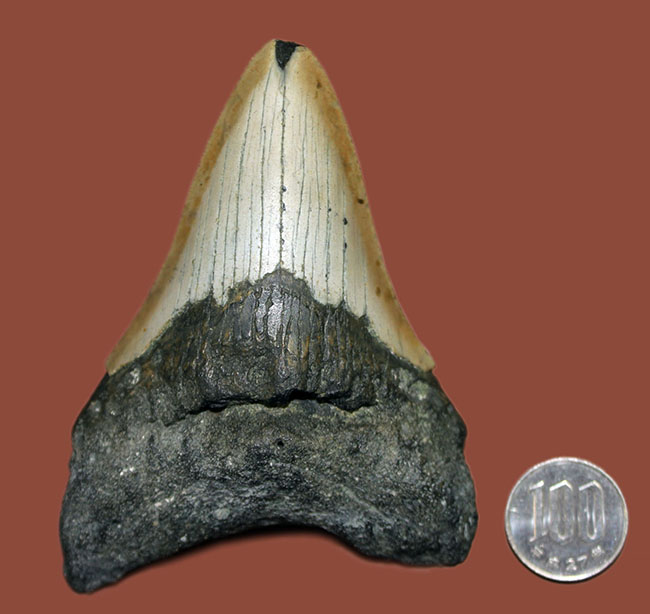 いったい何に見える?史上最大の絶滅サメ、メガロドン(Carcharodon megalodon)の歯化石(その20)