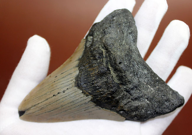 いったい何に見える?史上最大の絶滅サメ、メガロドン(Carcharodon megalodon)の歯化石(その3)