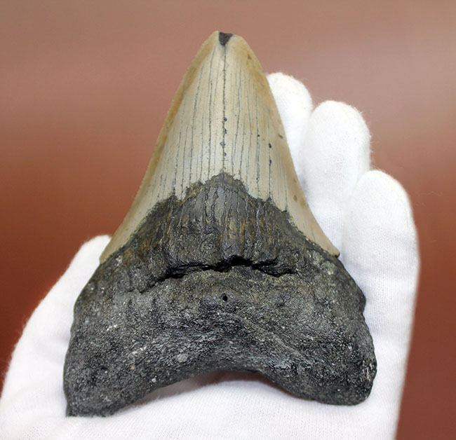 いったい何に見える?史上最大の絶滅サメ、メガロドン(Carcharodon megalodon)の歯化石(その4)