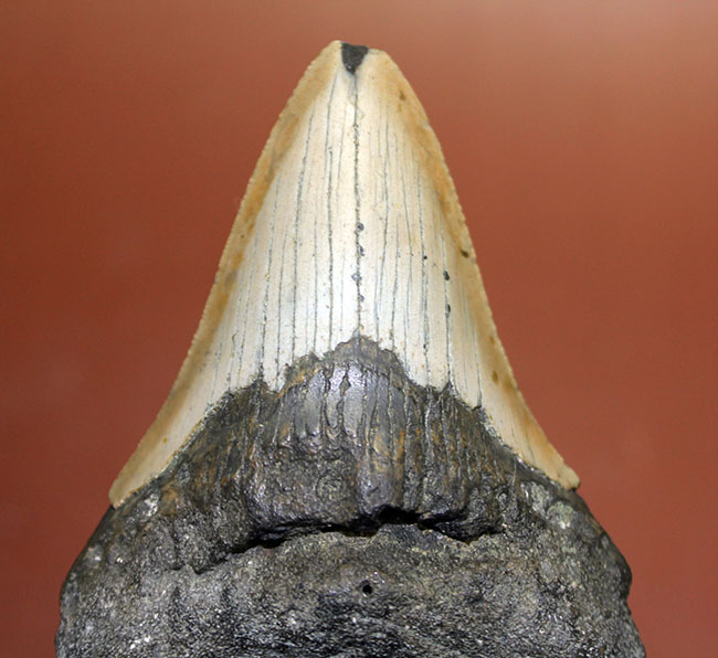いったい何に見える？史上最大の絶滅サメ、メガロドン（Carcharodon megalodon）の歯化石（その5）