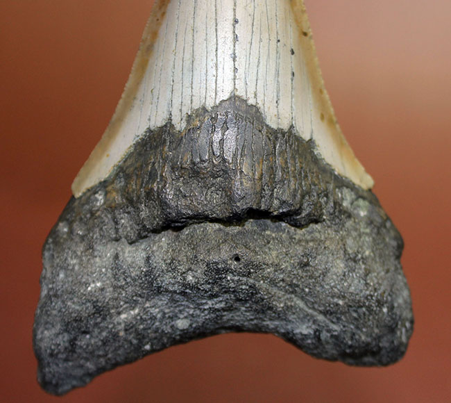 いったい何に見える?史上最大の絶滅サメ、メガロドン(Carcharodon megalodon)の歯化石(その6)