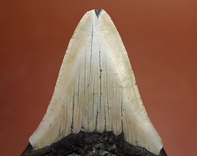 いったい何に見える？史上最大の絶滅サメ、メガロドン（Carcharodon megalodon）の歯化石（その7）