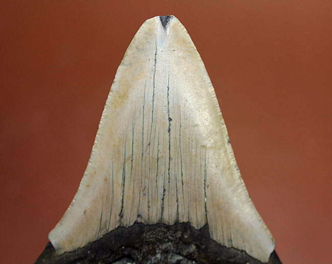 いったい何に見える?史上最大の絶滅サメ、メガロドン(Carcharodon megalodon)の歯化石(その7)